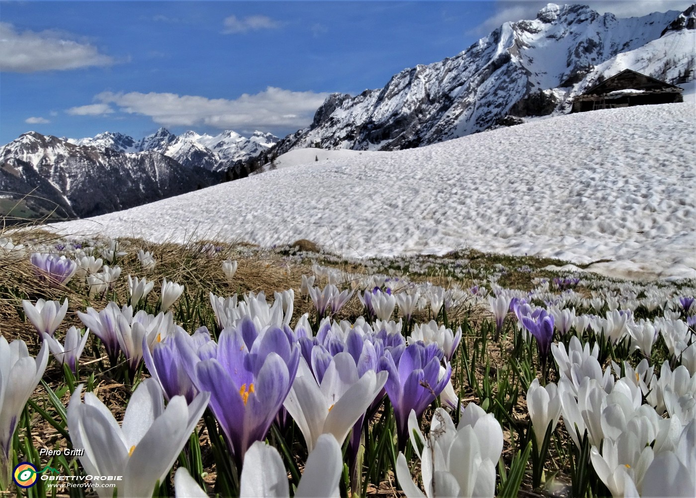 78 Sui pascoli spettacolari distese di Crocus vernus multicolori.JPG